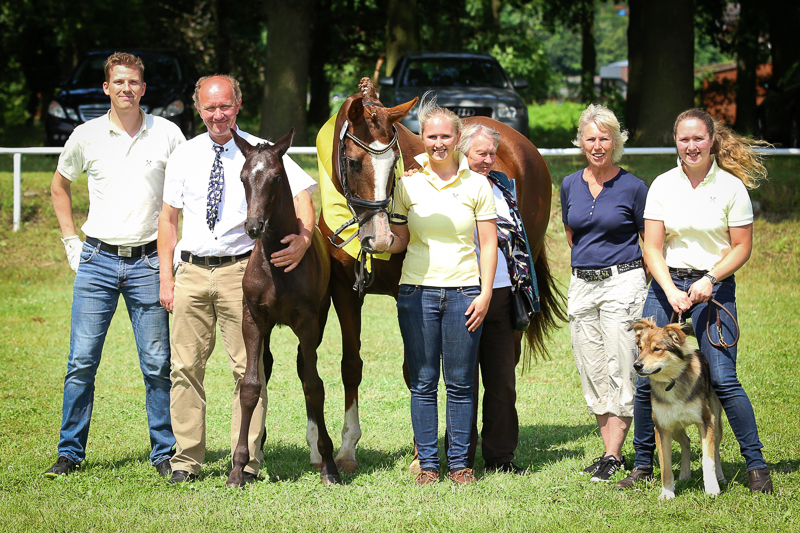 Siegerfohlen 2016 auf der Fohlenschau der Pferdezuchtvereine Artlenburger Elbmarsch und Winsen.